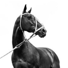 Load image into Gallery viewer, Coffee Table Book &quot;Polo &amp; Horses&quot;
